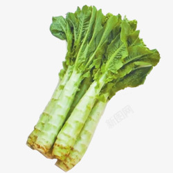 蔬菜绿叶莴苣高清图片