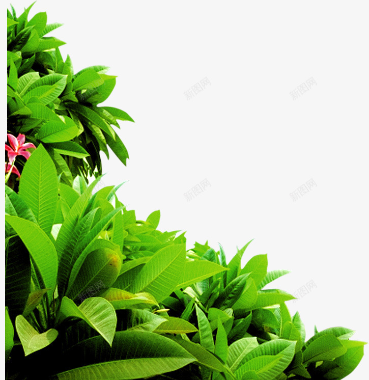 绿色植物树叶企业装饰png免抠素材_新图网 https://ixintu.com 企业 树叶 绿色植物 装饰