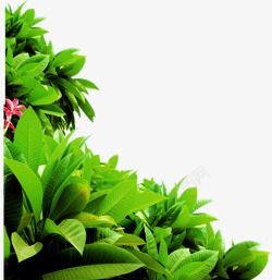绿色植物绿色植物树叶企业装饰高清图片