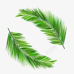 椰子绿叶两片椰子叶高清图片