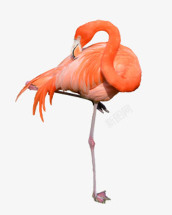 橘粉色嘴唇清理羽毛的火烈鸟高清图片