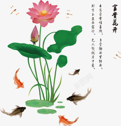 蜻蜓扣富贵花开高清图片