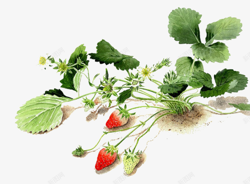 土地上的草莓png免抠素材_新图网 https://ixintu.com 手绘 水果 红草帽 绿叶 草莓 青草莓 食物