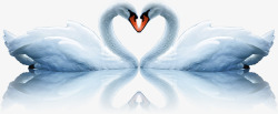 游水的鹅天鹅情人节爱情高清图片