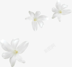 漂浮花朵花卉高清图片