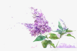 手绘紫色花朵日历薰衣草漂浮高清图片