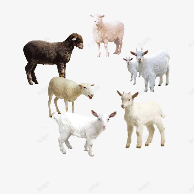 羊专辑png免抠素材_新图网 https://ixintu.com 公羊 山羊 放羊 母羊 牧羊 绵羊 羊仔 羊肉串
