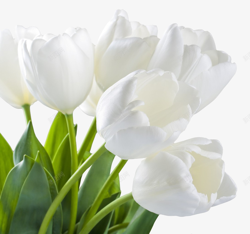白色百合花植物卡通花朵png免抠素材_新图网 https://ixintu.com 卡通 植物 白色 百合花 花朵