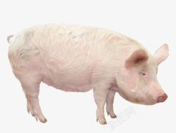 一头猪一头猪高清图片