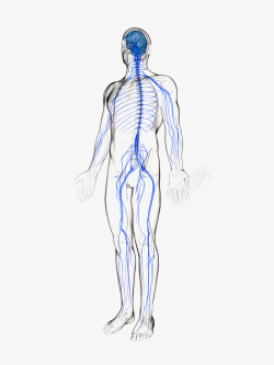 人体示意图人体神经系统结构示意图高清图片
