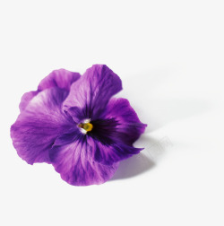 紫色三色形一朵三色堇高清图片