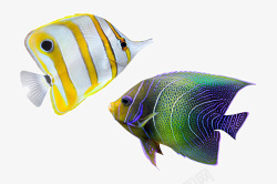 海洋生物PNG免抠图美丽的热带鱼高清图片