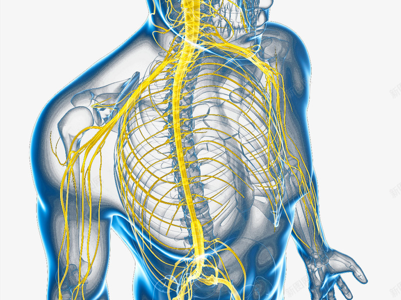 中枢神经系统脊神经png免抠素材_新图网 https://ixintu.com 人体组织 神经 神经元 神经系统 神经结构 脊神经