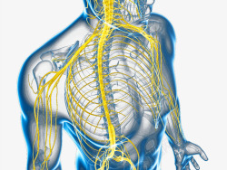中枢神经系统脊神经素材
