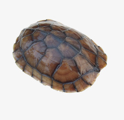 巴西龟黄色的龟壳高清图片