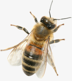 飞舞的蜜蜂蜜蜂高清图片