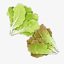 中餐食材手绘手绘绿色生菜蔬菜高清图片