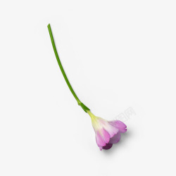 美丽小紫花一枝花自然植物枝叶花瓣高清图片