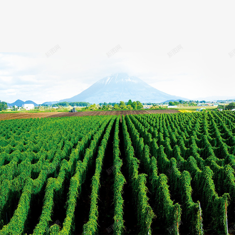 山药农田png免抠素材_新图网 https://ixintu.com 农田 山药 田地 风景