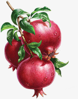 水果种类红色新鲜石榴水果植物高清图片