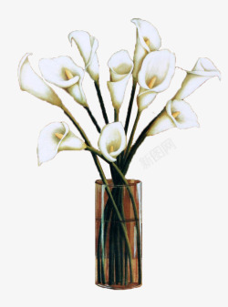 中花文华玻璃花瓶中的白色海芋花高清图片
