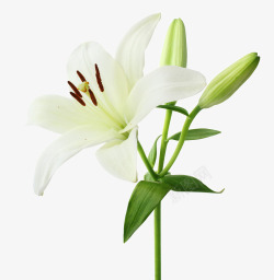 白色郁金香花瓣白色纯洁百合花高清图片