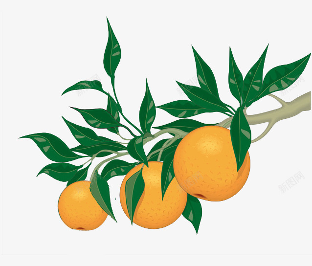 黄色橘子png免抠素材_新图网 https://ixintu.com 树叶 橙子 水果树