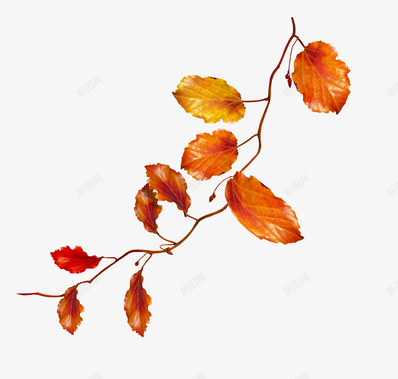 秋天的枯叶png免抠素材_新图网 https://ixintu.com 叶子 叶子素材 叶子背景图 树叶 秋天枫叶枝干 秋天的叶子 秋天的树叶