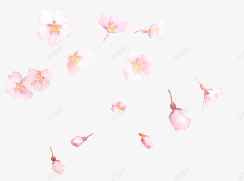 樱花花边花瓣png免抠素材_新图网 https://ixintu.com 免扣 樱花 樱花花边素材 花瓣 落樱