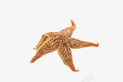 黄色干海星素材