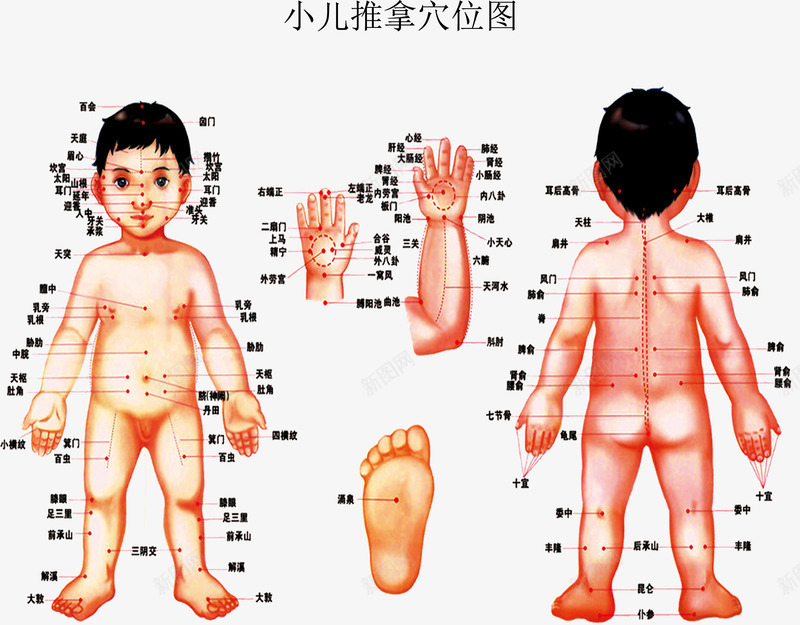 小儿推拿穴位图png免抠素材_新图网 https://ixintu.com 中医 小儿推拿 小儿推拿穴位图 小孩 小孩推拿 推拿 明点 穴位图