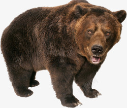 成年大棕熊大型危险动物高清图片