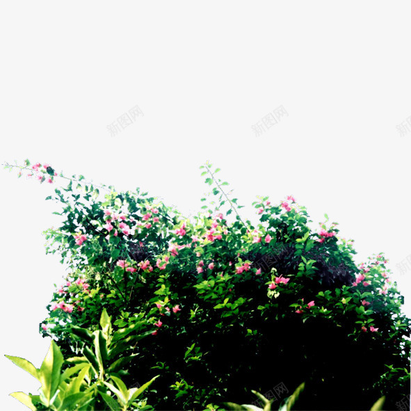 绿色植物png免抠素材_新图网 https://ixintu.com 园林 房地产配景 绿化装饰 绿色植物 花草