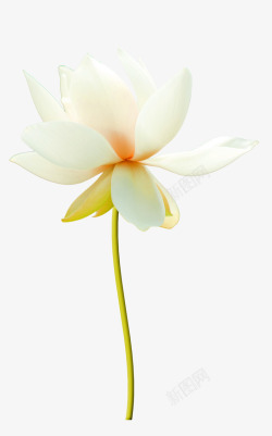 白色莲花白色荷花装饰图案高清图片