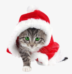 圣诞帽子出来的猫咪素材