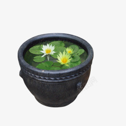 矢量水缸水缸里面的莲花植物高清图片