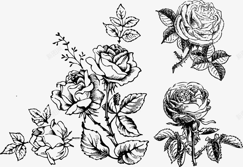 玫瑰4png免抠素材_新图网 https://ixintu.com 卡通花 手绘花 时尚花纹 玫瑰纹身 线条玫瑰 花线描 黑白玫瑰