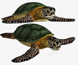 绿色的贝壳绿色贝壳的海龟高清图片