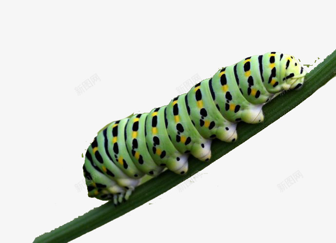 在灰蝶科中幼虫是肉食性的png免抠素材_新图网 https://ixintu.com 在灰蝶科中 幼虫 是肉食性的 有少数种类的 蝶变
