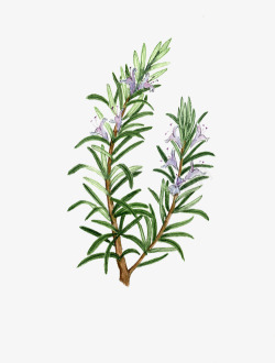 紫色小花心形植物迷迭香高清图片
