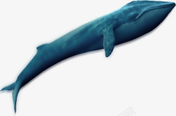 鲸鱼矢量图片海洋生物鲸鱼蓝色片高清图片
