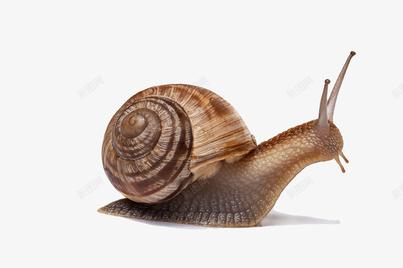 蜗牛png免抠素材_新图网 https://ixintu.com 可爱蜗牛 爬行动物 蜗牛 蜗牛实物图 蜗牛的房子