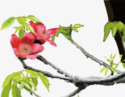 红花树盛开在空中的木棉花矢量图高清图片
