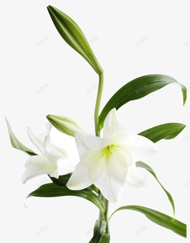 绿色枝干白色花朵png免抠素材_新图网 https://ixintu.com png素材 白色 绿色枝干 花朵