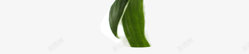 绿色枝干白色花朵png免抠素材_新图网 https://ixintu.com png素材 白色 绿色枝干 花朵