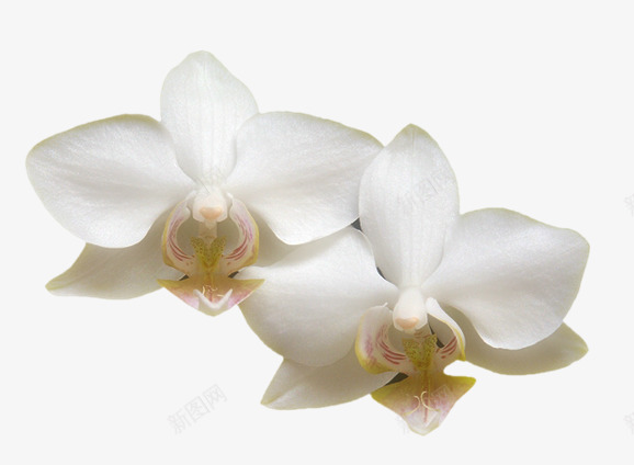 花草装饰png免抠素材_新图网 https://ixintu.com 白百合 花朵 花瓣 鲜花