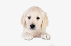 白色小狗狗白色小狗狗高清图片
