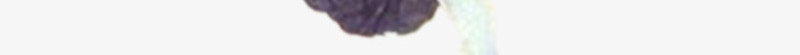 满天星花束紫色包装png免抠素材_新图网 https://ixintu.com 包装 满天星 满天星花束 紫色 花束