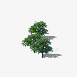 安哥拉树皮多棵树茂盛的树顶高清图片