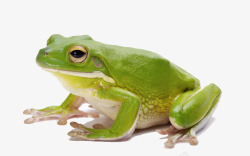 毒蛙绿色青蛙高清图片
